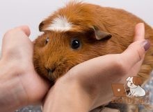 Когда морские свинки перестают расти?