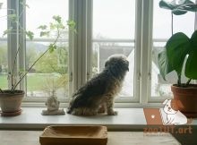 Безопасные комнатные растения для собак