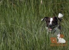 как избавиться от клещей у щенка