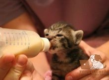 как кормить новорожденных котят из бутылочки