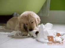 Что делать если моей собаки скучно