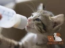 График кормления котят сколько еды нужно котятам