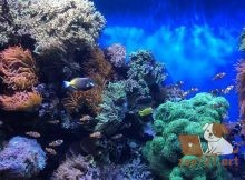 Как лечить болезни морских аквариумных рыб