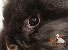 Как понять что у кролика проблемы с глазами