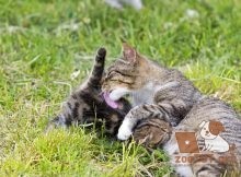 когда у кошки матери закончится молоко