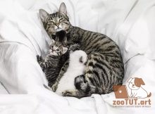 Что делать, если кошка-мать не может кормить своих котят