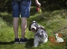 Лучшие способы избавиться от собачьих экскрементов