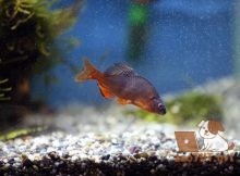 Может ли смена воды в вашем аквариуме убить вашу рыбу?