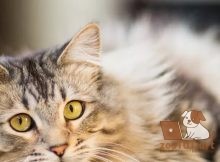 Основы туалета, которые должен знать каждый владелец кошки