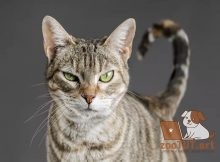 Почему моя кошка смотри на меня