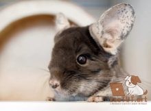 Проблемы с глазами и инфекции у шиншилл