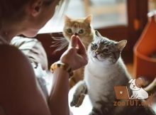 Человеческая пища, ядовитая для кошек