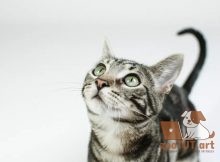 Что нужно знать о дальтонизме у кошек
