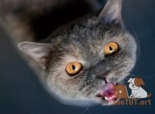 что сделать чтобы кошка перестала громко мяукать
