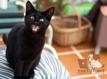 Изучение мяуканья вашей кошки может помочь вам в ее дрессировке