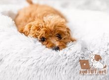Как лечить бессонницу у собак