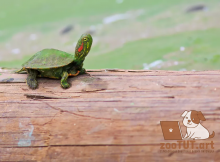 Как обустроить аквариум для красноухой черепахи