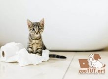 как определить пол котенка