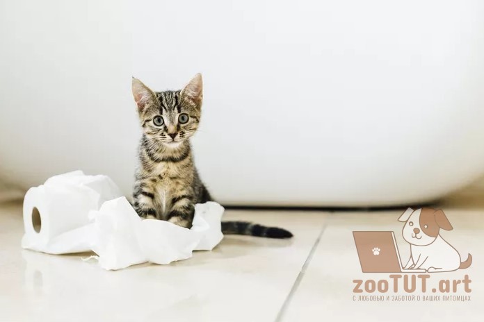 как определить пол котенка
