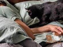 Как отучить кошку будить вас ночью
