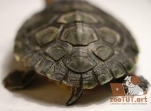 мальчик или девочка моя черепаха