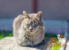 Почему кошки поджимают лапы