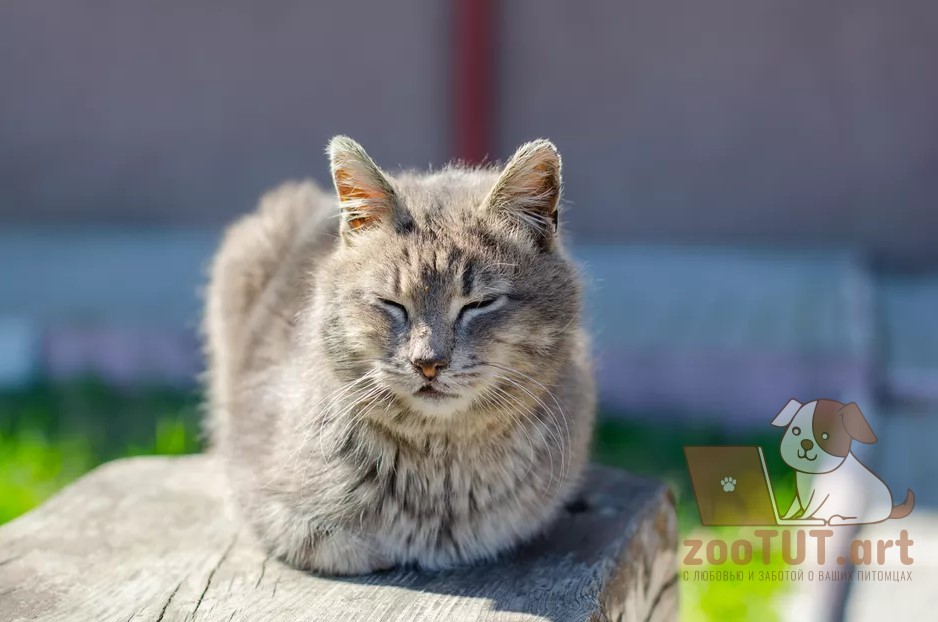 Почему кошки поджимают лапы