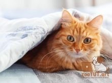 Почему кошки смотрят на вас, пока вы спите, и как это остановить