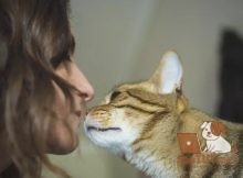 Почему моя кошка кусает меня за подбородок