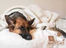 Почему моя собака так много спит