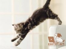 Причины, по которым ваша кошка сходит с ума, и как это остановить