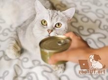 Таурин и аминокислоты для кошек