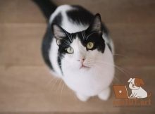 знают ли кошки свои имена