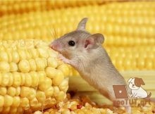 Какую пищу должна есть ваша домашняя мышь