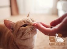 Можно ли кошкам есть сыр