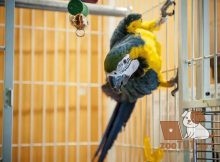 Заставьте свою птицу есть гранулы вместо семян
