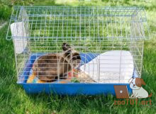 Как чистить клетку для кроликов