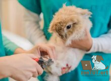 Как обрезать кроличьи когти