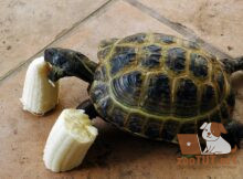 Могут ли черепахи есть бананы?