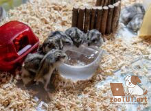 Почему хомяк не пьет воду?