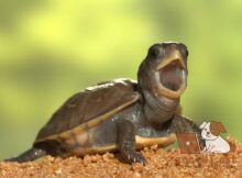 почему моя черепаха не ест