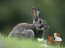 почему кролики хрюкают