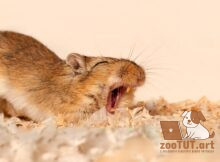 Как называется самец песчанки?