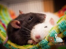 Впадают ли домашние крысы в ​​спячку?