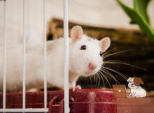 Как ухаживать за домашней крысой?