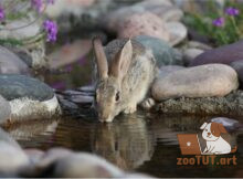 Умеют ли кролики плавать?