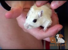 Кусаются ли песчанки?