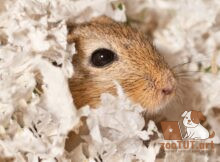 Как ухаживать за песчанкой