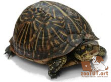 Что делают черепахи зимой?