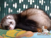 Могут ли хорьки быть агрессивными?